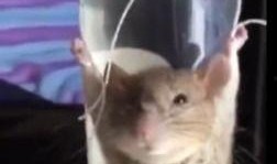 老鼠视频爆料,视频爆料背后的惊人真相